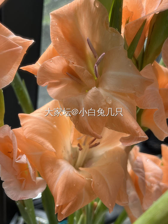 今天的小可爱_金