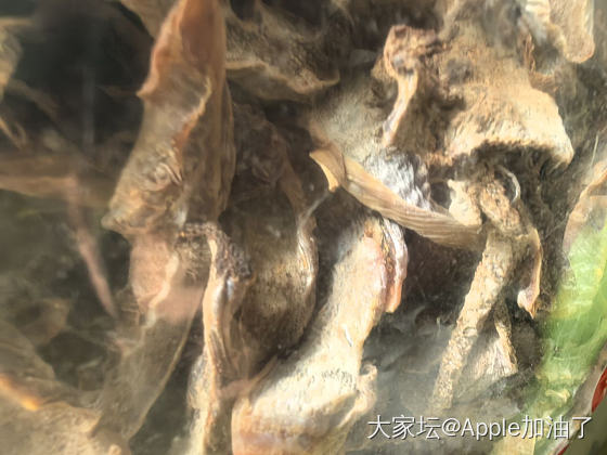 请教这种干笋上的一层灰膜，正常吗？_食材
