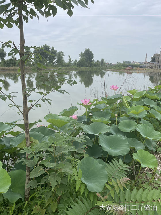 猜我下去偷花没？