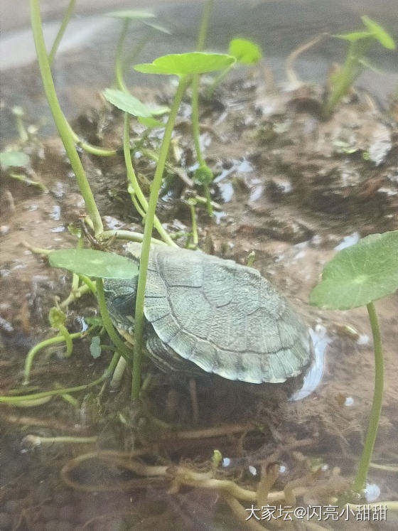 岁月静好_爬行类