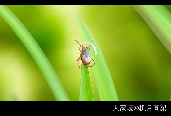 这是什么虫_昆虫