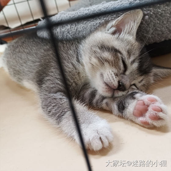 能否萌化你的心？_猫