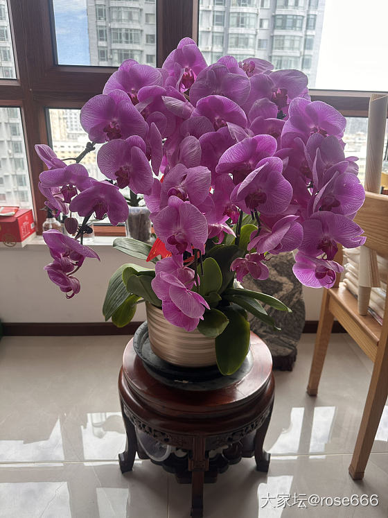 最近买花上瘾了_花