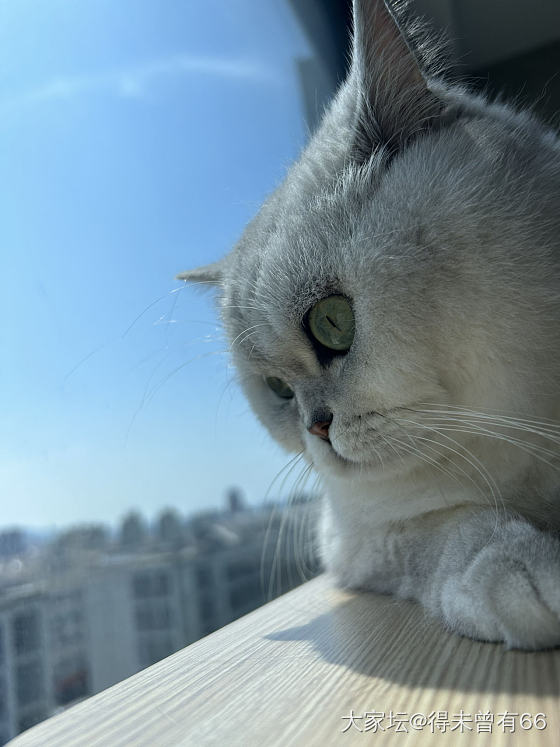 屁桃变种了_猫