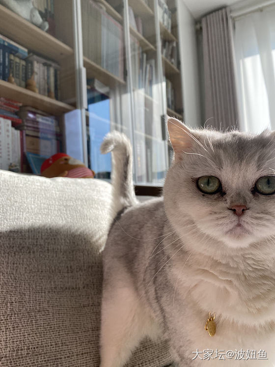 屁桃变种了_猫