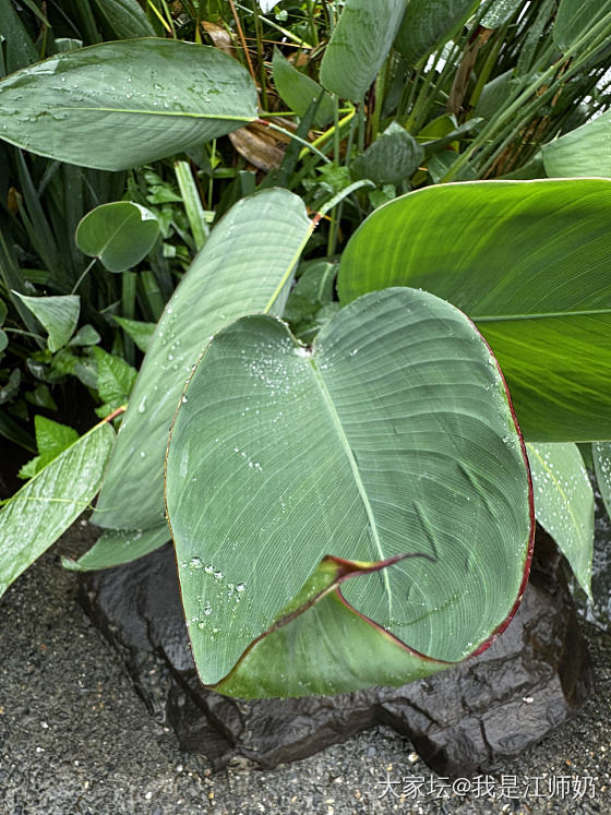 小雨里撑着伞散步_银