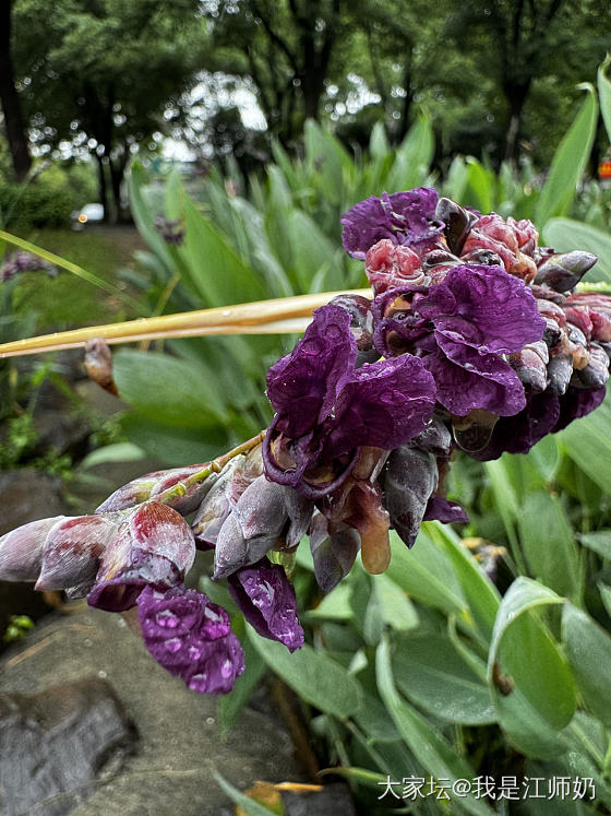 小雨里撑着伞散步_银