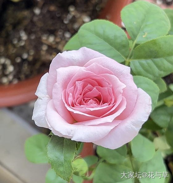 最近迷上月季了_花