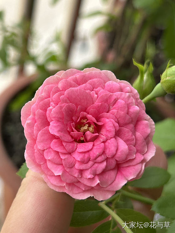 最近迷上月季了_花