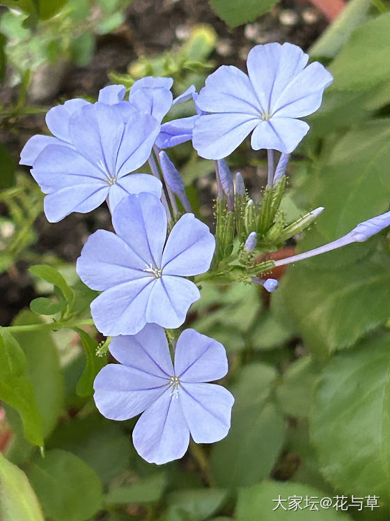 最近迷上月季了_花