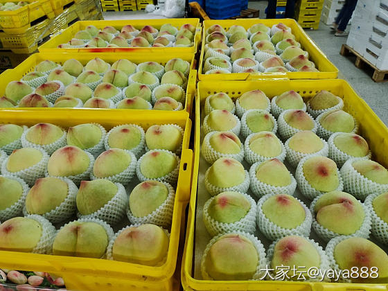 阳山水蜜桃_生活美食