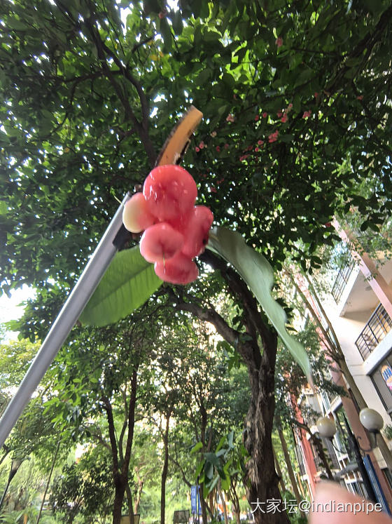 在小区摘了一堆莲雾_水果