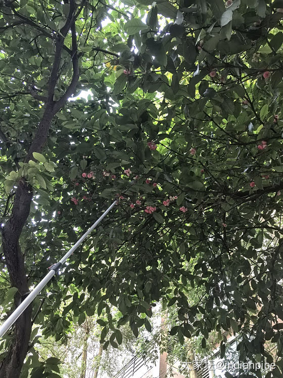 在小区摘了一堆莲雾_水果