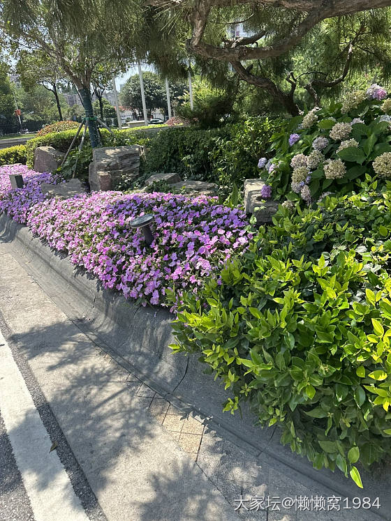 夏意浓_景色