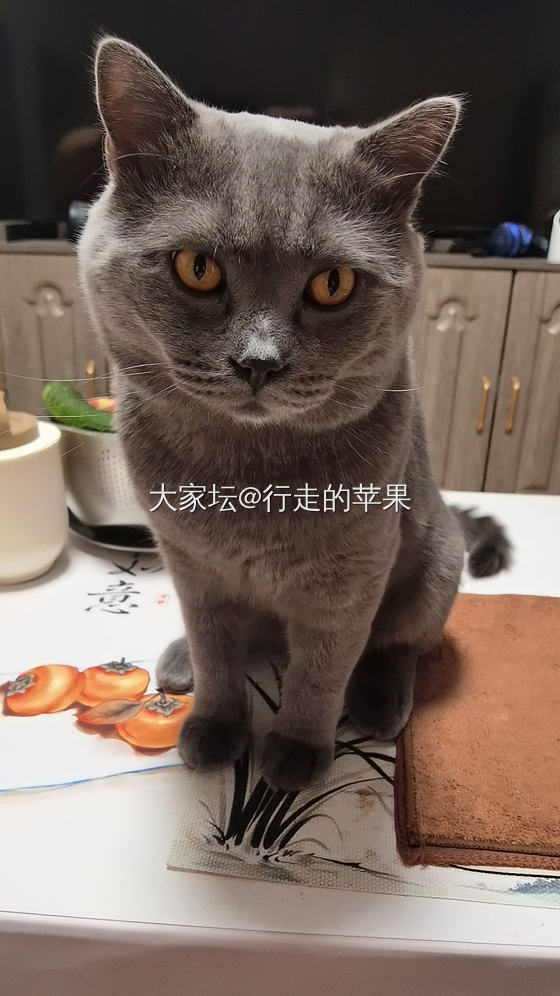 人家都是越养越肥，我这，，，