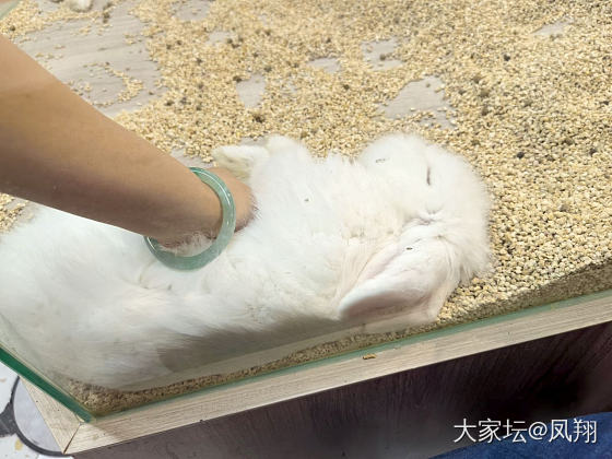 撸着兔兔，它“Duang”一声倒下_兔