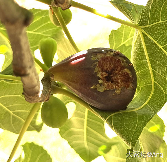 无花果的季节_美食水果