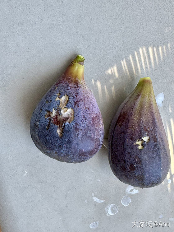 无花果的季节_美食水果