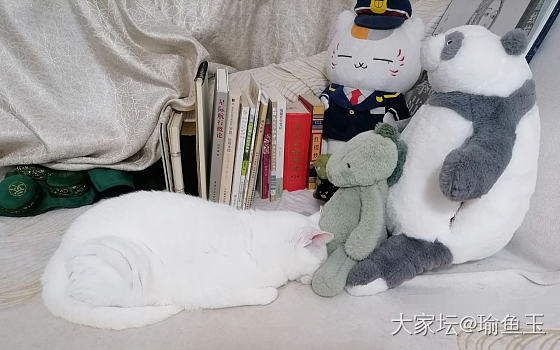 宝儿，要不你去卧室睡呢？_宠物猫