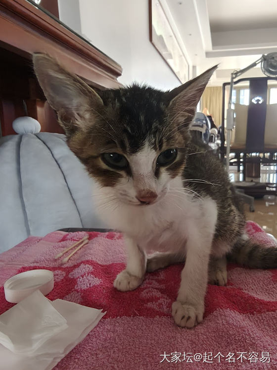 亡羊补牢~楼下放了个猫屋，物业会不会给收掉？_宠物