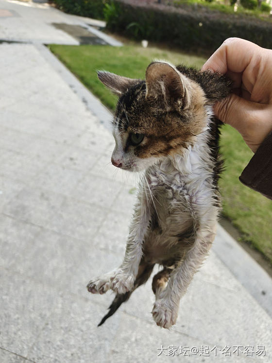 亡羊补牢~楼下放了个猫屋，物业会不会给收掉？_宠物