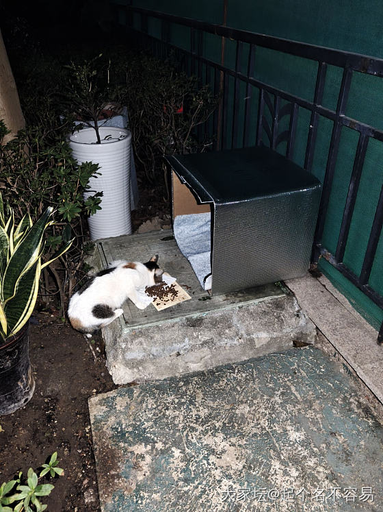 亡羊补牢~楼下放了个猫屋，物业会不会给收掉？_宠物