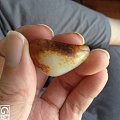 艳红皮白籽小玩料，前两年买的