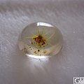 金 发 晶 花VS金 太 阳 花