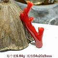 欣赏一下 我的两只日本阿卡的大粗珊瑚枝子