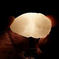 任何光线下无结构的 羊脂白玉籽料 貔貅作品