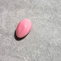 超美海螺猪