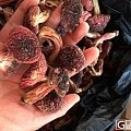 农家自采正宗红菇(补血)，天然野生正红菇，自家酿8年极品老黄酒！保健老酒，月...