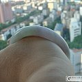 ~翡翠(A货)--斯文--春彩55MM圈口