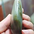 和田白玉【玉友园】176克翠青籽