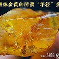 [转帖]波罗的海天然血珀的形成