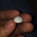 印尼的海珠，野生无核，值得入吗？