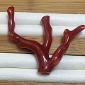 红珊瑚树枝