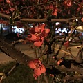 夜之芳华