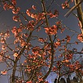 夜之芳华