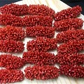 红珊瑚毛毛虫