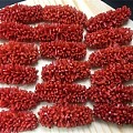 红珊瑚毛毛虫