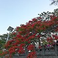 凤凰花开了，欢迎大家找我买翡翠！