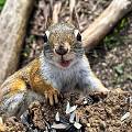 今天的模特，北美红松鼠American red squirrel，贪吃的小东西