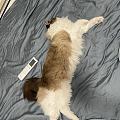 你说他咋不上他呢？ 话说布偶猫长这么长的猫 夏天不会热吗？