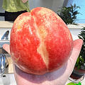 什么品种的桃子没有毛