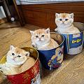 三桶猫猫