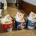 三桶猫猫