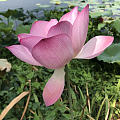 南记珍珠底莲花如意锁