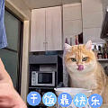 小猫咪🐱变压炕王🐷……