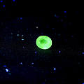 绿色荧光尖晶石